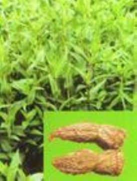 Gentian Root Extract